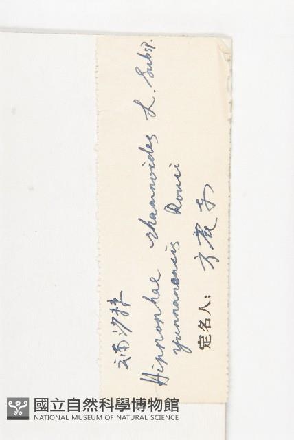 雲南沙棘藏品圖，第3張