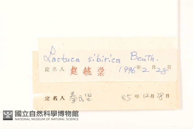 西伯利亞山萵苣藏品圖，第3張