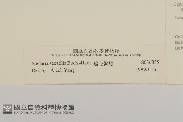 疏花繁縷藏品圖，第3張