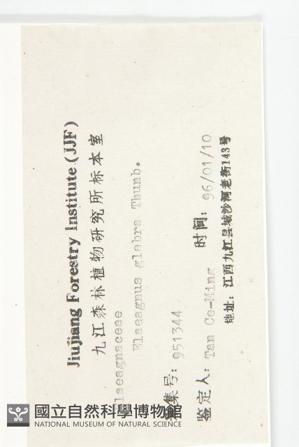 藤胡頹子藏品圖，第3張