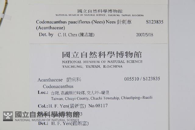 針刺草藏品圖，第2張