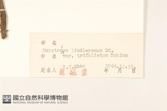 林澤蘭藏品圖，第3張