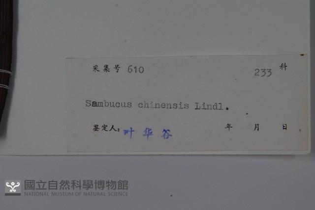 冇骨消藏品圖，第2張
