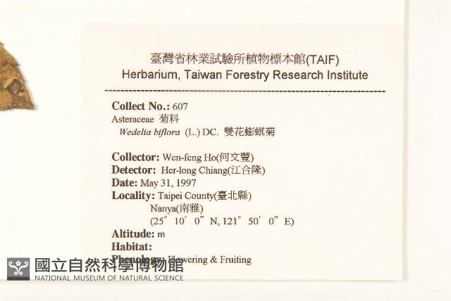 雙花蟛蜞菊藏品圖，第2張