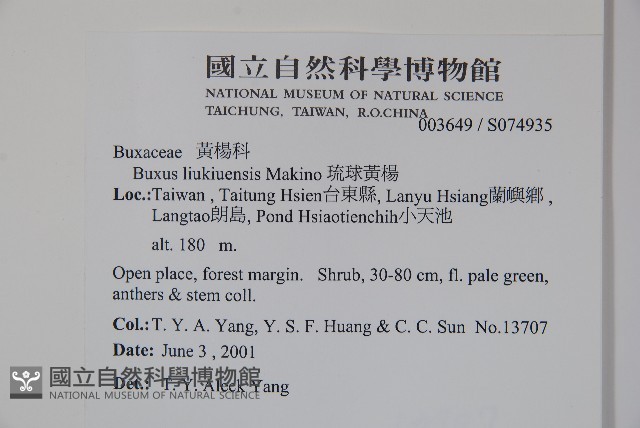 琉球黃楊藏品圖，第5張