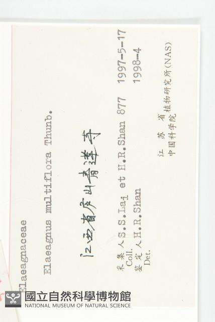 木半夏藏品圖，第3張