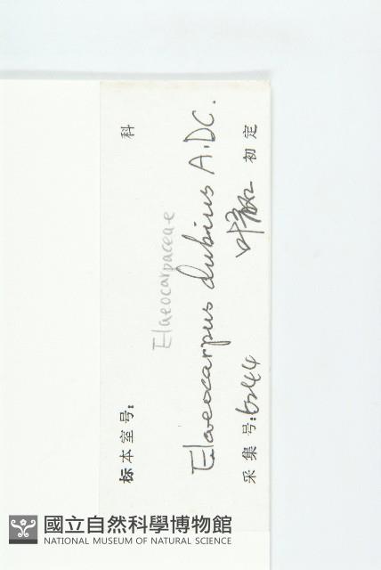 顯脈杜英藏品圖，第3張