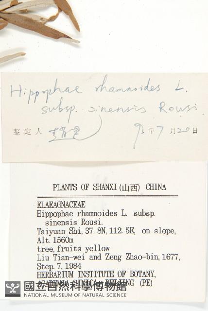 醋柳藏品圖，第3張