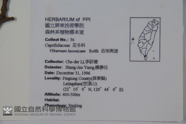 呂宋莢迷藏品圖，第2張