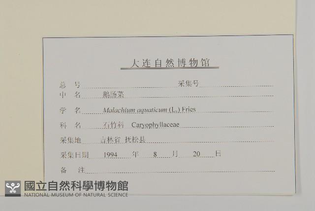 牛繁縷藏品圖，第3張