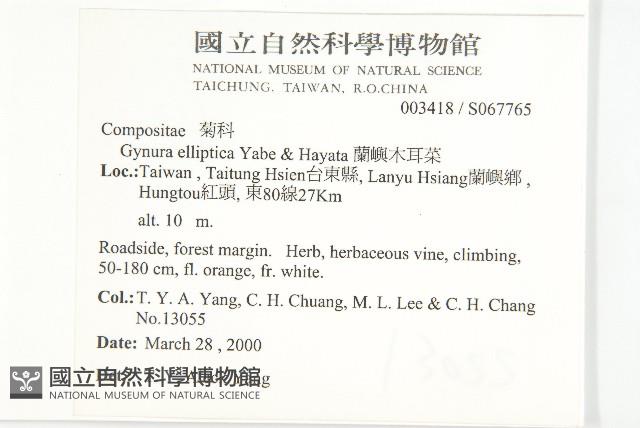 蘭嶼木耳菜藏品圖，第2張