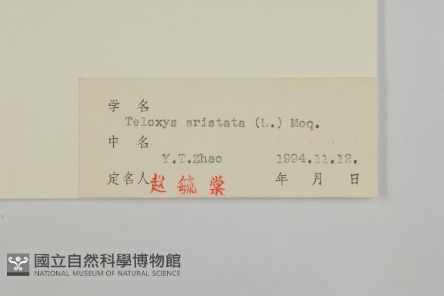 刺藜藏品圖，第3張