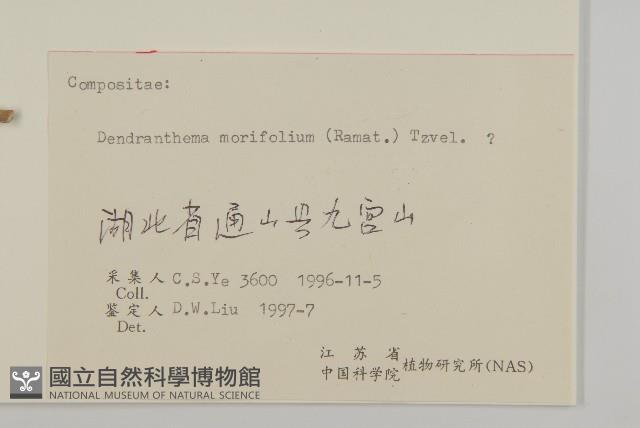 菊花藏品圖，第3張