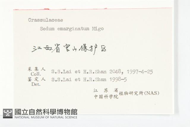 凹葉景天藏品圖，第3張