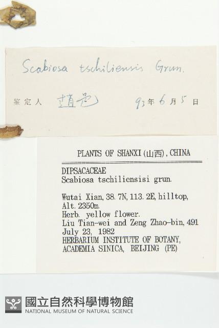 華北藍盆花藏品圖，第3張