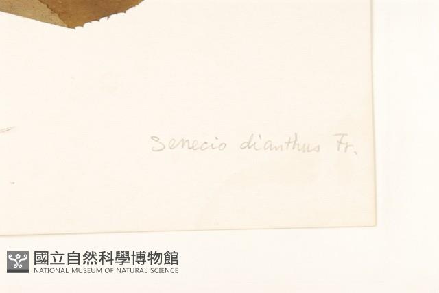 雙花千里光藏品圖，第3張