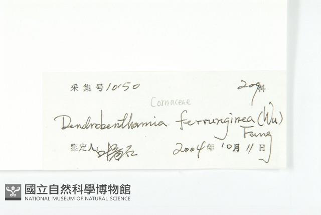 褐毛四照花藏品圖，第3張