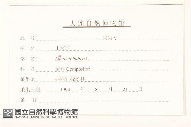 鵝仔草藏品圖，第3張