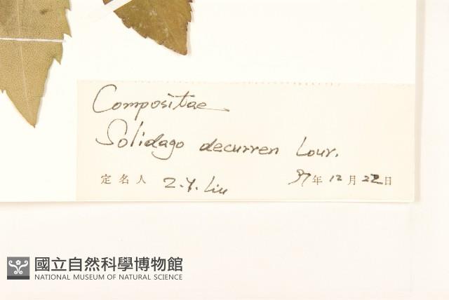 一枝黃花藏品圖，第3張