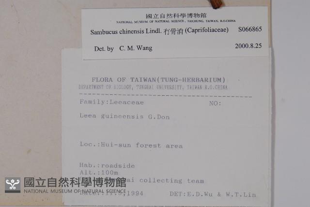 冇骨消藏品圖，第2張