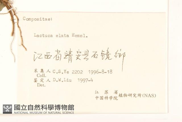 高苞苣藏品圖，第3張