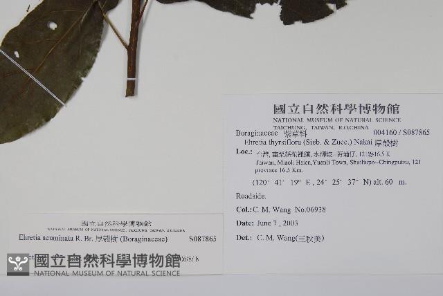 厚殼樹藏品圖，第2張