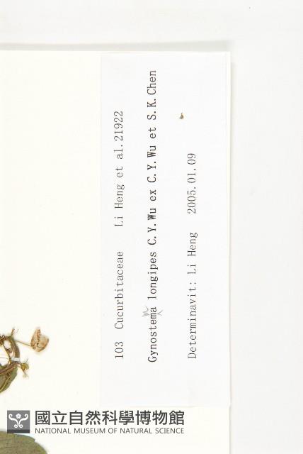 長葉絞股藍藏品圖，第3張