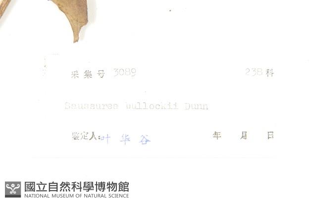 盧山鳳毛菊藏品圖，第3張