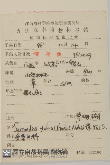 草珊瑚、紅果金粟蘭藏品圖，第2張