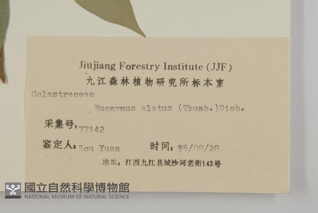 衛矛藏品圖，第3張