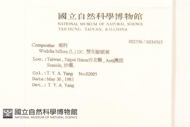 雙花蟛蜞菊藏品圖，第2張