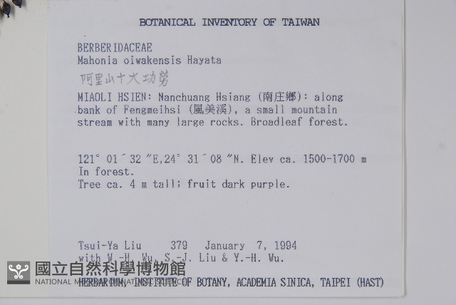 阿里山十大功勞藏品圖，第2張