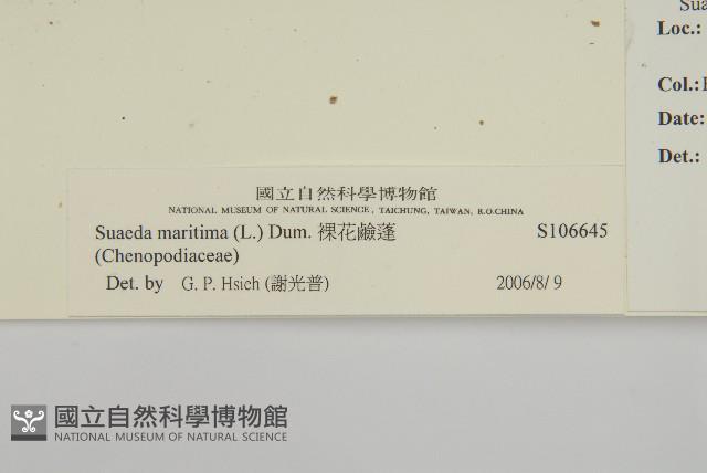 裸花鹼蓬藏品圖，第3張