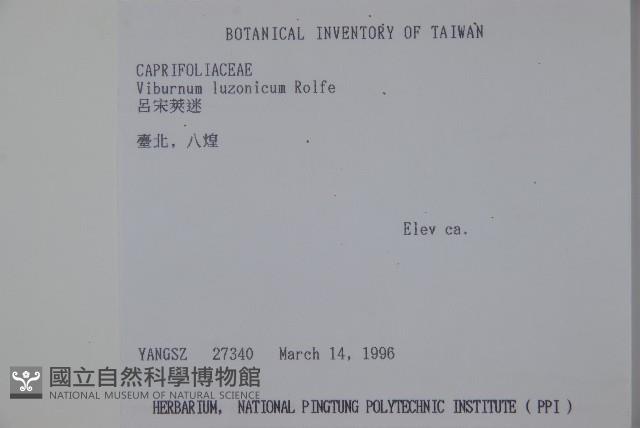 呂宋莢迷藏品圖，第2張