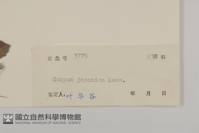 日本假蓬藏品圖，第3張