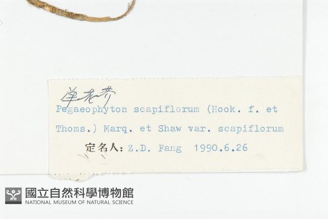 單花芥藏品圖，第3張