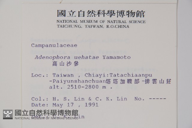 高山沙參藏品圖，第2張