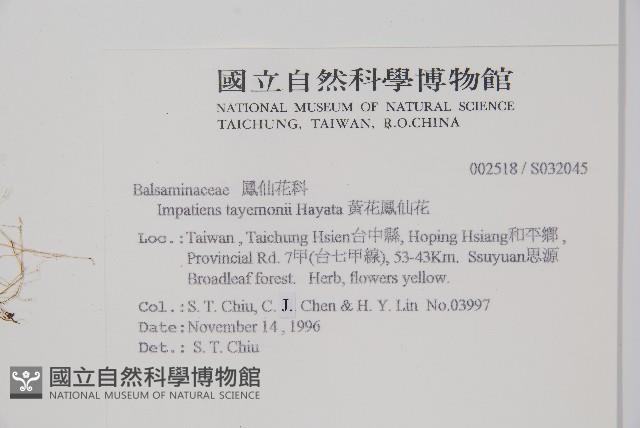 黃花鳳仙花藏品圖，第2張