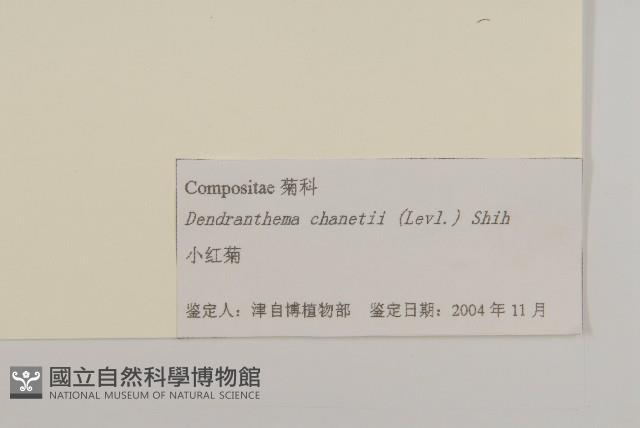 小紅菊藏品圖，第3張