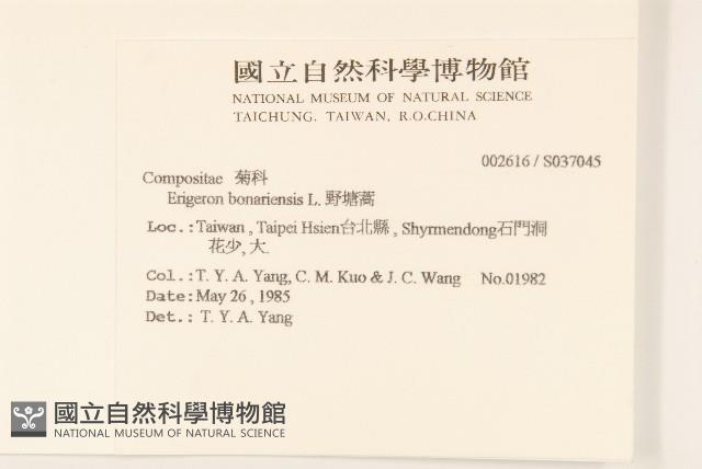 野塘蒿藏品圖，第2張