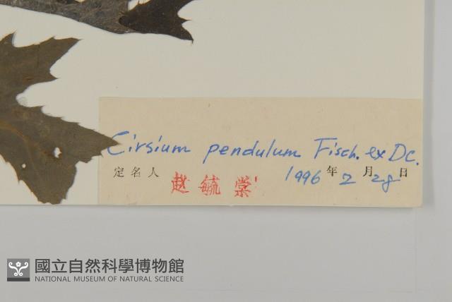 煙管草藏品圖，第3張