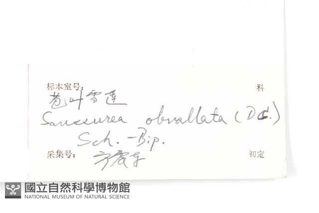 苞葉風毛菊藏品圖，第3張