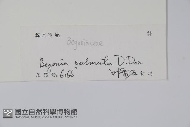 裂葉秋海棠藏品圖，第2張