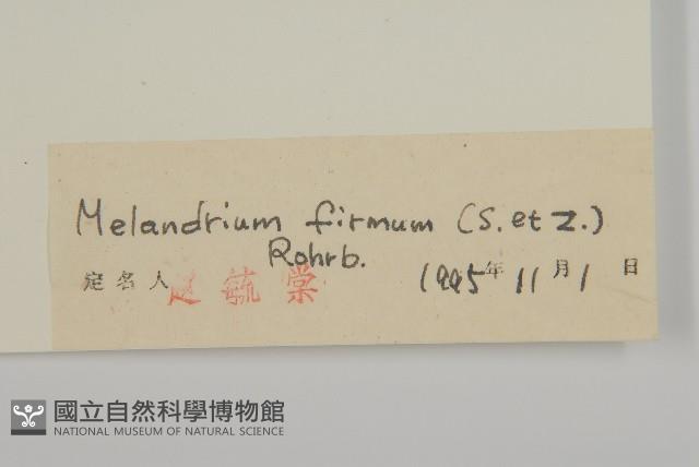 堅硬女婁菜藏品圖，第3張