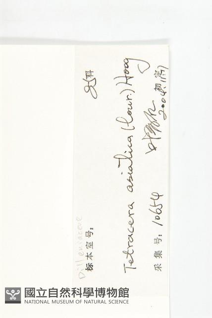 錫葉藤藏品圖，第3張