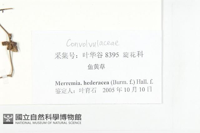 卵葉菜欒藤藏品圖，第3張