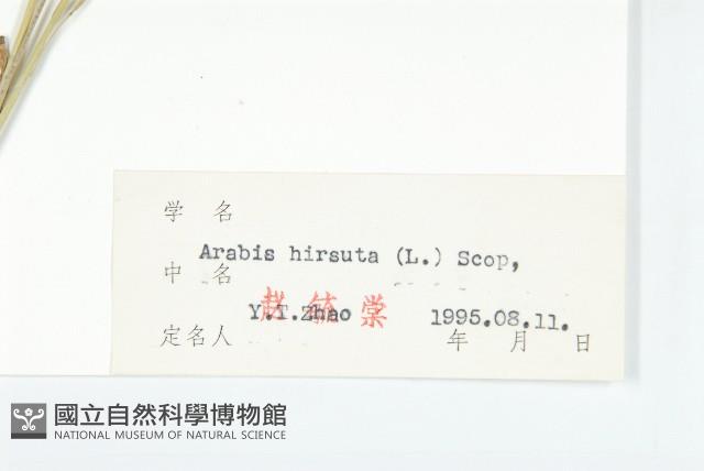 硬毛南芥藏品圖，第3張