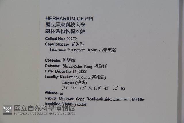 呂宋莢迷藏品圖，第2張