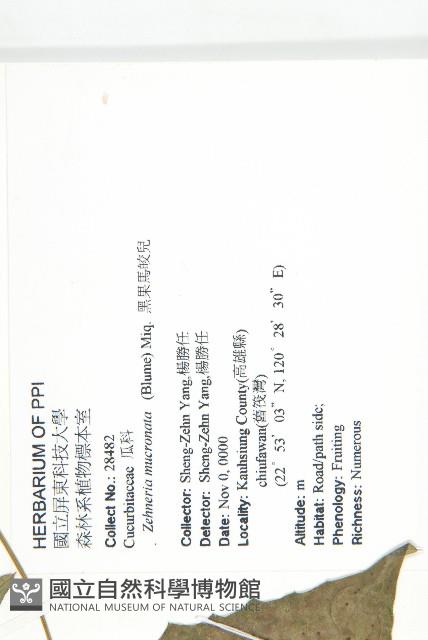 黑果馬交兒藏品圖，第2張