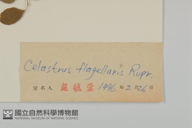 刺苞南蚊藤藏品圖，第3張